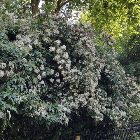 Rosa Cymosa rose shrub with dense clusters of white blossoms and dark green foliage
