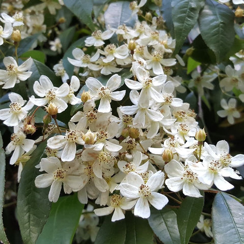 Rosa Cymosa rose flowers: close view of white petals with yellow centers on green leaves