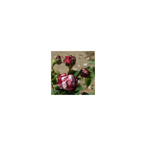 Shrub rose plant with red-pink blooms and buds