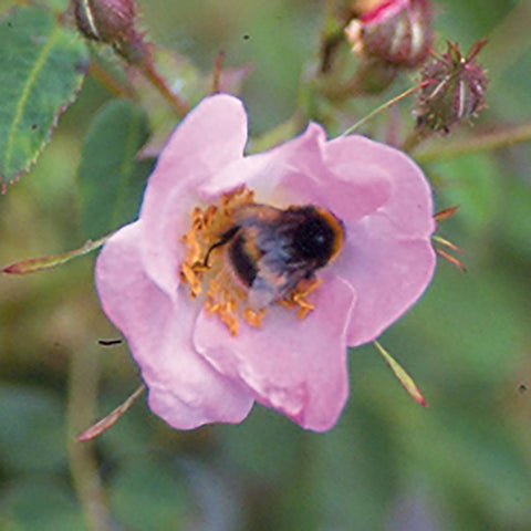 Pink shrub rose blossom with a bee in the center