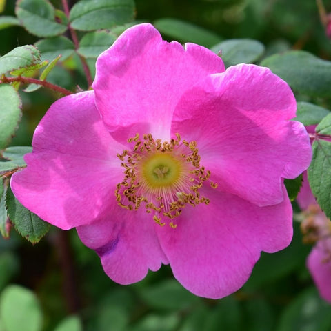 Pink rose bloom with ruffled petals and yellow-centered stamens, green leaves