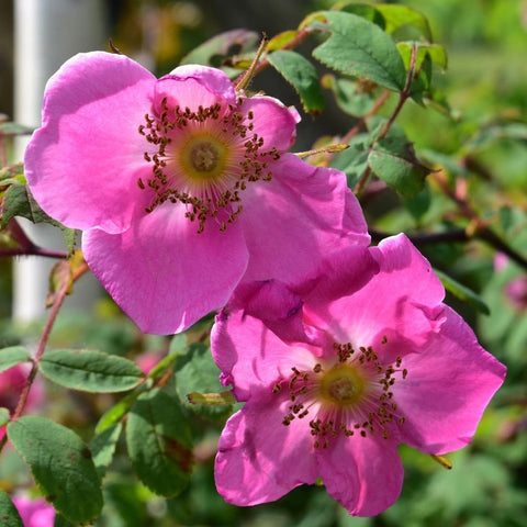 Two pink rose blossoms with yellow centers and fringed stamens on leafy stems