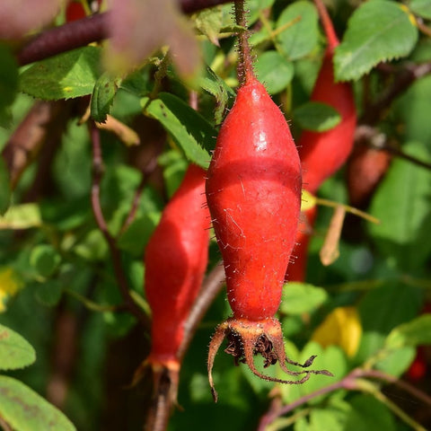Red rose hips on green stems with small leaves