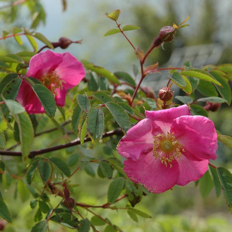 Pink rose blossoms on branches with green leaves and buds