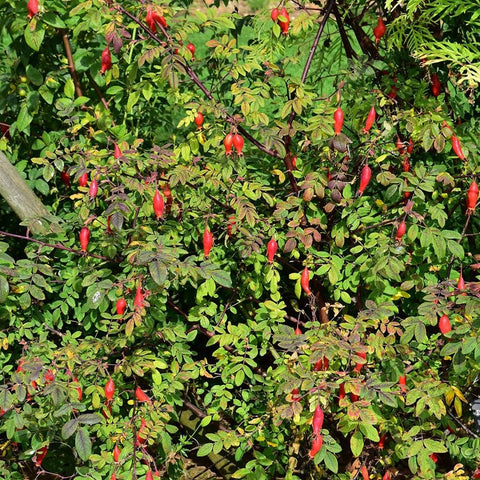 Rose shrub with glossy green leaves and clusters of red buds