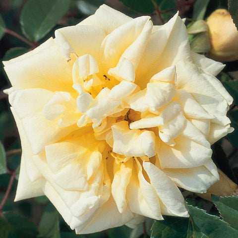 Creamy white rose with ruffled petals and a pale yellow center on leafy stems