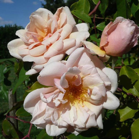 Light pink and white rose blooms with ruffled petals and warm yellow centers