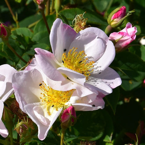 White rose blossoms with yellow stamens on green foliage and pink buds
