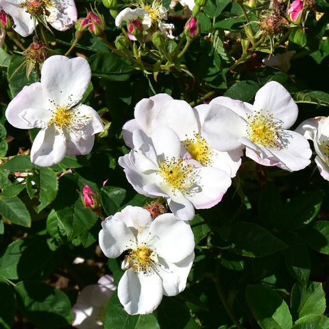 White rose flower cluster with yellow centers, green leaves, and pink buds