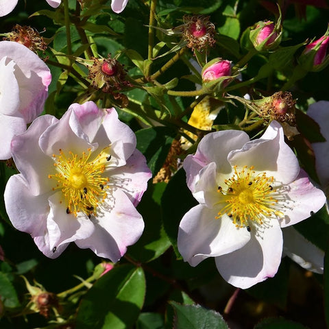 White rose blooms with yellow centers among green leaves and unopened pink buds