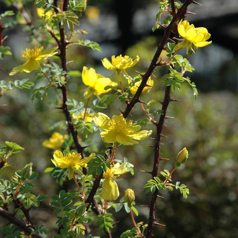 Branch of yellow shrub rose flowers and buds with green leaves