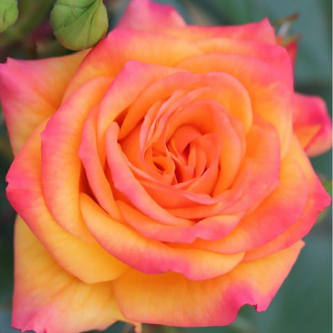 Redova rose flower with orange and pink layered petals