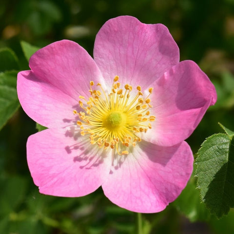 Pink rose flower with yellow stamens and five petals