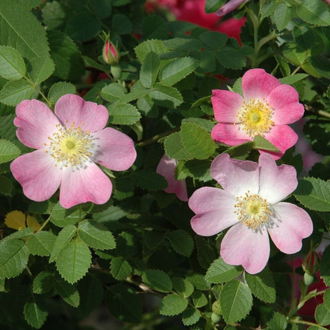 Pink wild rose flowers with yellow centers and green leaves