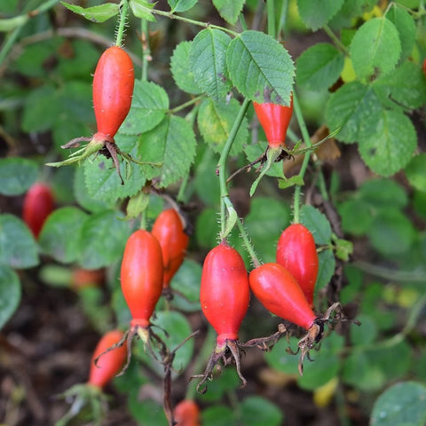 Orange-red rose hips on thorny stems with green leaves