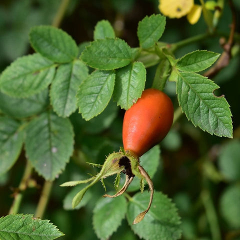 Orange rose hip on green stems with serrated leaves