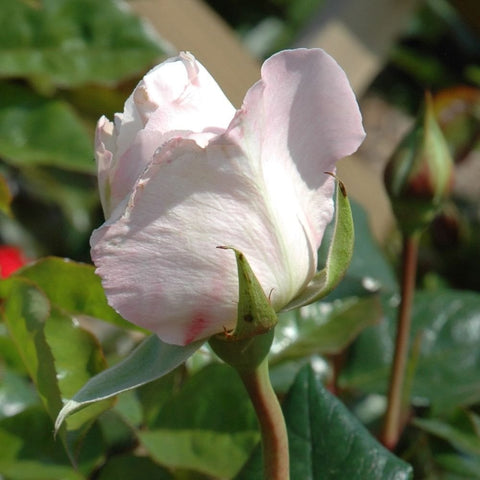 Pale pink and white rose bloom with green leaves and a tight bud on a stem