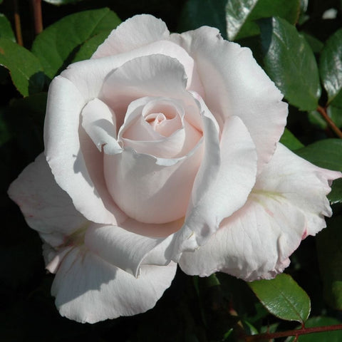White and pale pink rose bloom with layered petals and green leaves on a stem