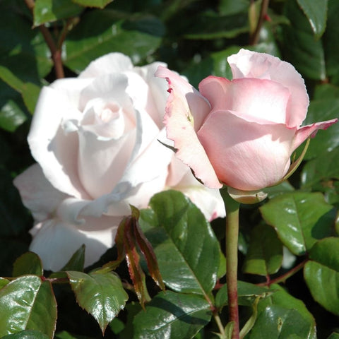 Two rose blossoms—white and pale pink—on green stems with surrounding foliage