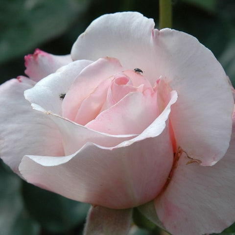 Large pale pink and white rose flower with layered petals and green leaves