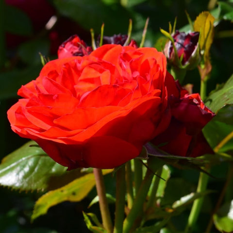 Single bright red double rose bloom with layered petals and green foliage