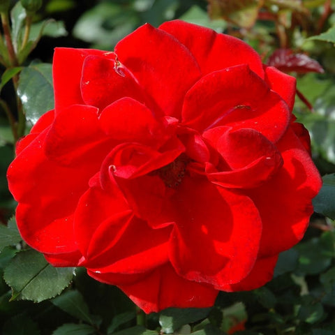 Deep red double rose flower with ruffled petals and surrounding leaves