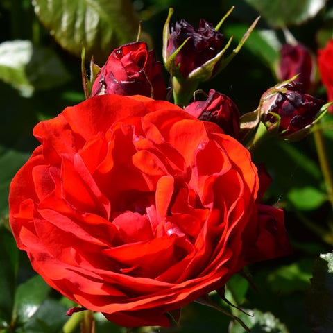 Red rose bloom with nearby buds on a stem, dark green leaves