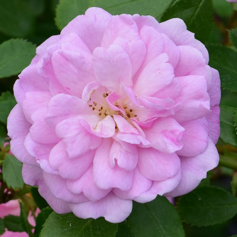 Light pink double rose flower with ruffled petals and visible center
