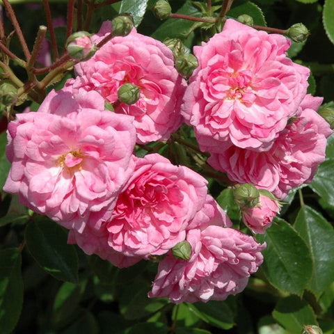 Cluster of pink double roses with green buds and leaves on branching stems