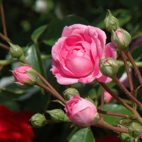 Pink rose bloom with unopened buds on green stems and serrated leaves