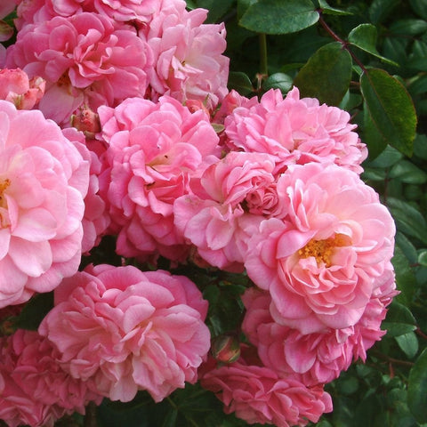 Pink and pale pink double rose flowers filling the frame with green leaf backdrop