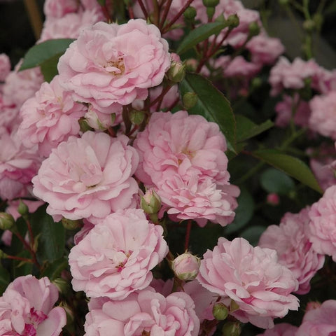 Multiple pale pink double rose blooms with small green buds and leaves