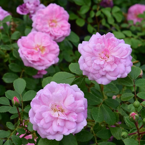Pink double rose flowers with green leaves and surrounding rosebuds