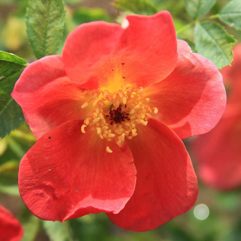 Bicolor shrub rose bloom with red petals and yellow center, green leaves