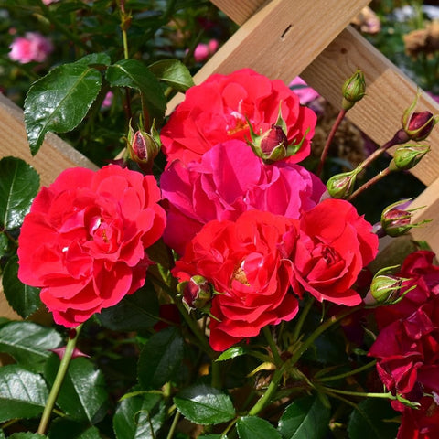 Flower Carpet Ruby rose with bright red double blooms and glossy green leaves
