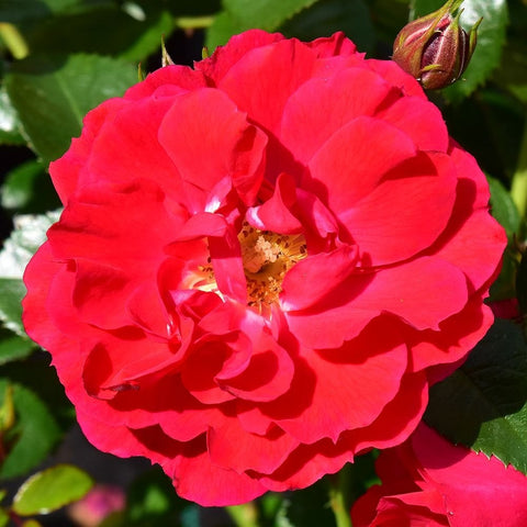 Bright red rose bloom with curled petals and leaf buds on stems