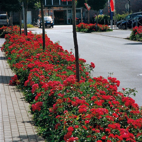 Red flowering rose border with dense green foliage along a walkway