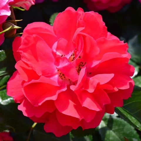 Bright red double rose bloom with visible yellow stamen center