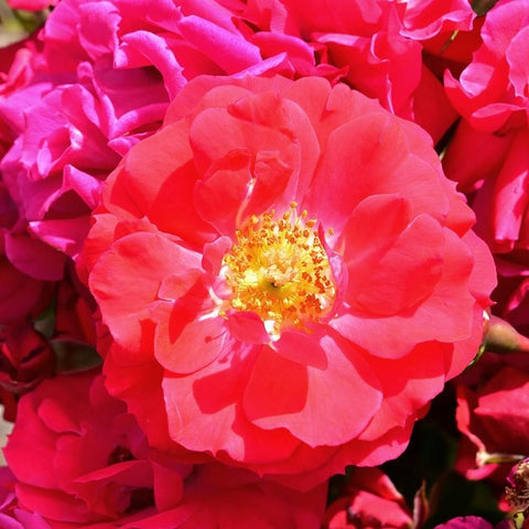 Pink-red double rose bloom close-up with yellow center filaments