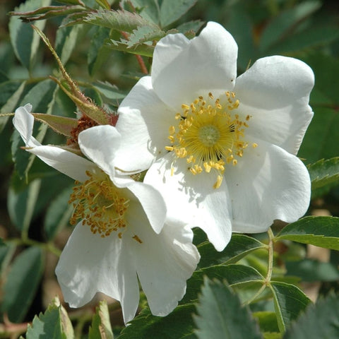 Rosa Fedtschenkoana white rose flowers on stems with yellow stamens