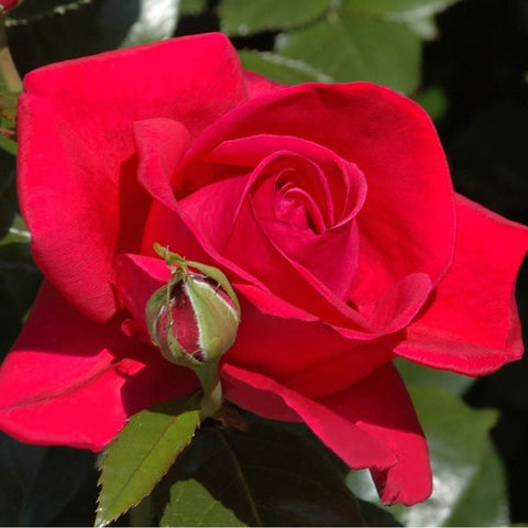 Red rose flower with green leaf and bud on stem