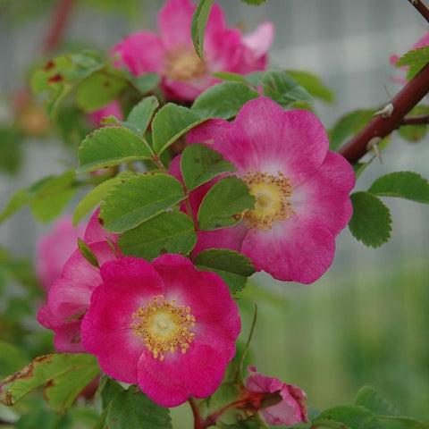 Shrub rose bloom cluster with magenta-pink petals and yellow centers, green foliage
