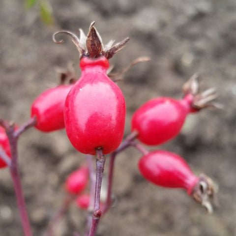 Shrub rose stems with glossy red-pink rose hips and small thorns