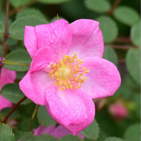 Single bright pink rose flower with yellow center and surrounding green leaves