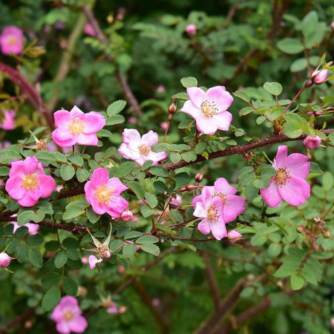 Cluster of pink rose flowers with green foliage on a branching rose bush