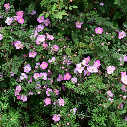 Pink rose blooms and green leaves covering a dense rose bush