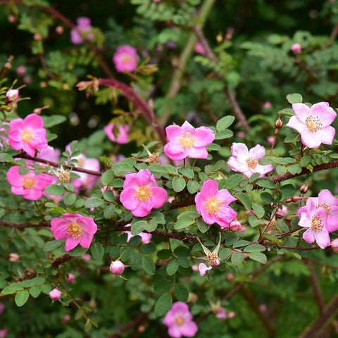 Pink rose flowers and buds on a leafy branch