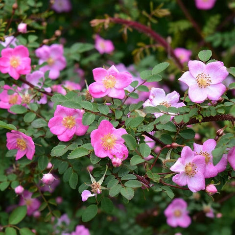 Pink rose flowers with yellow centers and green compound leaves on stems