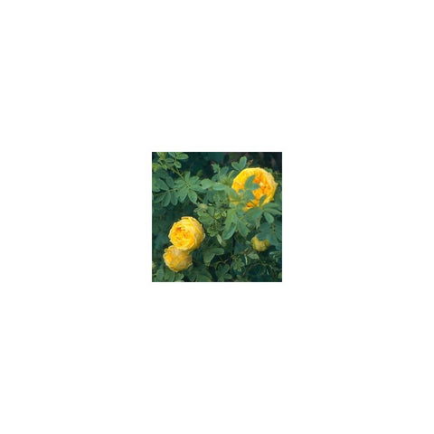 Yellow shrub rose with multiple blooms on leafy green stems