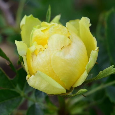 Single pale yellow rose bloom on green leaves